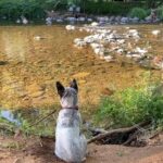 Hassie Harrison Instagram - Do y’all mind if Otis sits and watches the ducks for a minute?