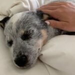 Hassie Harrison Instagram - Otis has a lot to say. He talks. Long story short, we ended up staying in bed.