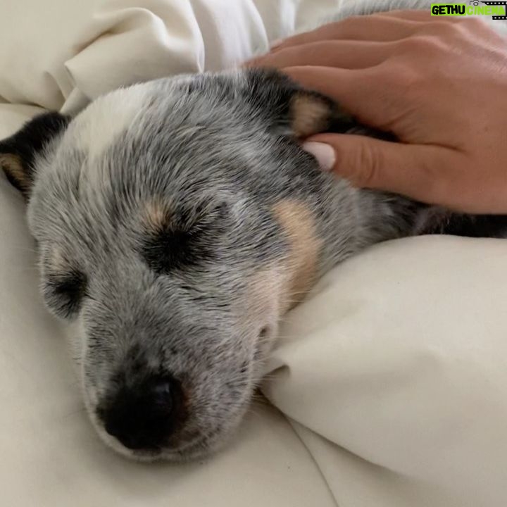 Hassie Harrison Instagram - Otis has a lot to say. He talks. Long story short, we ended up staying in bed.
