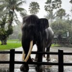 Hazal Benli Instagram - Melted. 🩶🐘 @elephantsbali @masonadventuresbali
