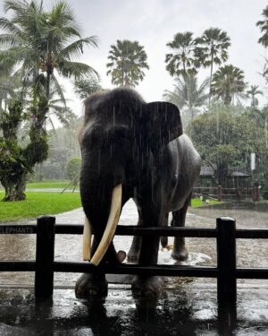 Hazal Benli Instagram - Melted. 🩶🐘 
@elephantsbali @masonadventuresbali