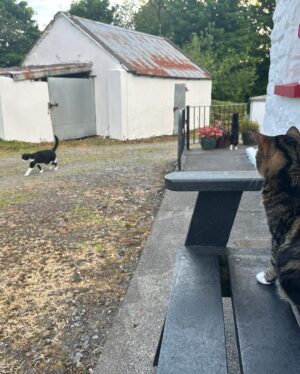 Heather Matarazzo Instagram - This weekend: The bay of Sligo, lanes, dominos, cats, more cats and a little death…(Knock, knock) 

On train back to Dublin with a heart that has gotten to break open more than I ever could have anticipated. 

Many tears of gratitude were shed and some tears of grief. 

All tears centered around the Love I get to experience and receive. 
#ireland