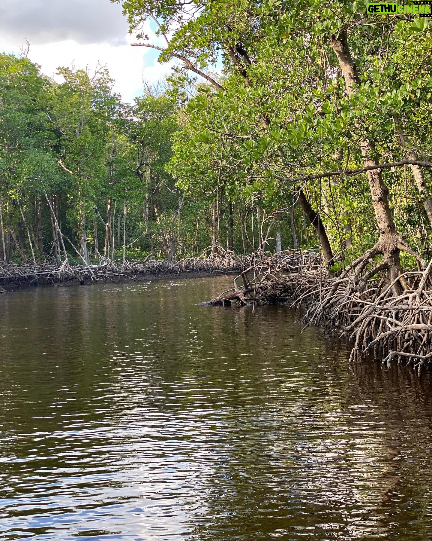 Heather Headley Instagram - One thing I learned on the watery streets of the #everglades: it may #dangerous. #scary. #unforgiving. Filled with some creatures you don’t ever want to meet up close. But even with all that, there’s an undeniable beauty hidden in there that makes you feel blessed to witness it!