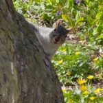 Heather Thomson Instagram - 🤍 walk in the park… Central Park's charming Eastern gray squirrels are the park's most common residents,) deliberately introduced in the 1870s to bring a touch of nature into the bustling city and enhance the park's beauty. These guys are funny and through generations, very used to pedestrians making for resourceful playmates and fun fixtures of our beloved Central Park. #furryfriend #centralpark #nyc #spring #easterngreysquirrel