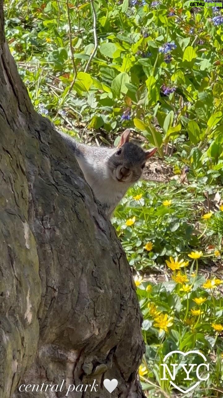 Heather Thomson Instagram - š¤ walk in the park⦠Central Park's charming Eastern gray squirrels are the park's most common residents,) deliberately introduced in the 1870s to bring a touch of nature into the bustling city and enhance the park's beauty. These guys are funny and through generations, very used to pedestrians making for resourceful playmates and fun fixtures of our beloved Central Park. #furryfriend #centralpark #nyc #spring #easterngreysquirrel