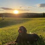 Heather Thomson Instagram – sundown☀️throw down 

#berkshirehills #dropit 
#jessedog #sunshine 
#girlsbestfriend #🎾