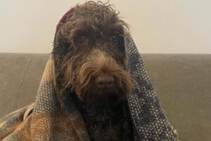Heida Reed Instagram - Just the goodest girl in the 🌍