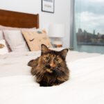 Heidi Gardner Instagram - Thank you @girlsandtheircats for highlighting my sweet kitties. If you love cats as much as me check out the page. It’s super sweet to see so many amazing women and their loved ones. And you can read all their stories on the blog. @briannewills is a really amazing photographer too who captures lots of warm moments. I really appreciate you, BriAnne. Link to the story is in my bio. It’s basically a love story to cats.