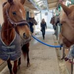 Helen Lindes Instagram – Vuelta al ruedo… después de 4 semanitas sin montar!! Que ganas tenía. Ahora si, las agujetas de mañana serán muy divertidas 😅😅 #horseriding #horseinstagram #equitacion #madrid