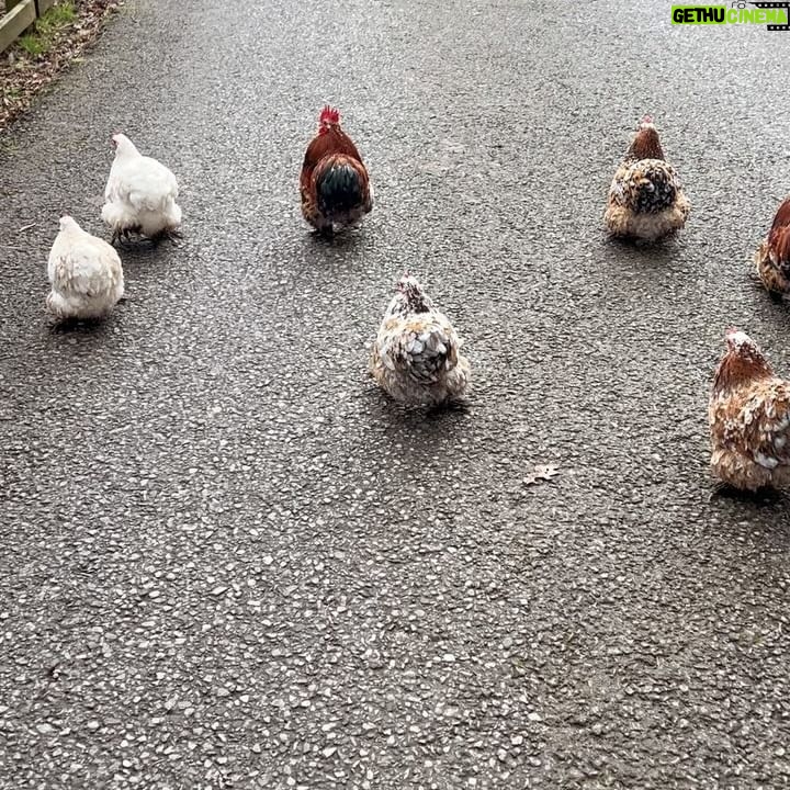 Helen Skelton Instagram - More from the farm β¦. Including some of the best visitors and additions. Spring time on the farm continues tonight 8pm @channel5_tv π΄πππ₯ #spring #farming #springtime #televisionshow #rurallife #yorkshire