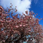 Helen Skelton Instagram – Spring ❤️ 
#spring #blossom #freshair