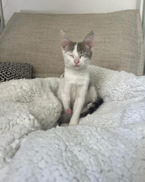 Hélène de Fougerolles Instagram - Trouvée dans la rue, je viens de l’adopter ! Aidez moi à lui trouver un petit nom!☺️🙏🏻❤️