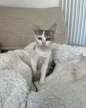 Hélène de Fougerolles Instagram - Trouvée dans la rue, je viens de l’adopter ! Aidez moi à lui trouver un petit nom!☺️🙏🏻❤️