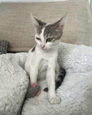 Hélène de Fougerolles Instagram - Trouvée dans la rue, je viens de l’adopter ! Aidez moi à lui trouver un petit nom!☺️🙏🏻❤️
