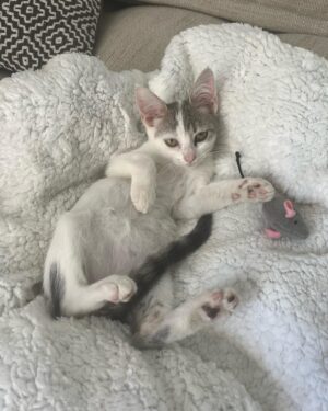 Hélène de Fougerolles Instagram - Trouvée dans la rue, je viens de l’adopter ! Aidez moi à lui trouver un petit nom!☺️🙏🏻❤️