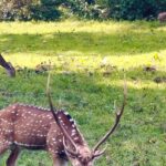 Hema Dayal Instagram – 📍Mudumalai Tiger Reserve | elephant crossing🐘 ❤️ | forest 

#trending #instagood #elephant #forest #ooty #mudumalaitigerreserve #tiger #elephat #video #safari #iphone15 #animal #petlovers #naturelovers