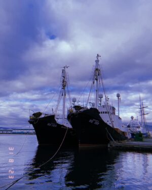 Hera Hilmar Instagram - The Whale Eye of the Storm 🐋

Iceland has just decided, by minister
@svandissvavarsdottir, to start whaling again. The quota this year is 209 fin whales. 

Today the ships were allowed to leave harbour, but the elements have spoken and a storm will keep them at bay till Monday.

Right now the film industry fights the whaling industry, that is jeopardising our country's income of at least 100-200 million dollars each year from foreign projects alone. The whaling industry, that is run at a loss each year (at least to the tax books), and at a loss for our reputation as a country.

On the 21st of August we accompanied @peggy_oki
to @svandissvavarsdottir office (Svandis was away so we met an assistant), the office of @gudlaugurthor Minister of Environment (Gudlaugur
was away so we met an assistant), to the Prime
Minister's @katrinjakobsd office (they had closed)
and the Icelandic Parliament (where we met MP of
the Pirate party @halldoramogensen), where she handed them the 161 origami fin whale curtain in
support of the fin whales Iceland is now about to kill
(and the 161 killed last season)

When we left the parliament this whale eye in the
sky was there, looking at us. 

No storm that day in sight. No wind. 
Just this image in the sky.

Let's all remember this isn't over yet 🐋

Petitions against whaling in Iceland in my bio @herahilmar