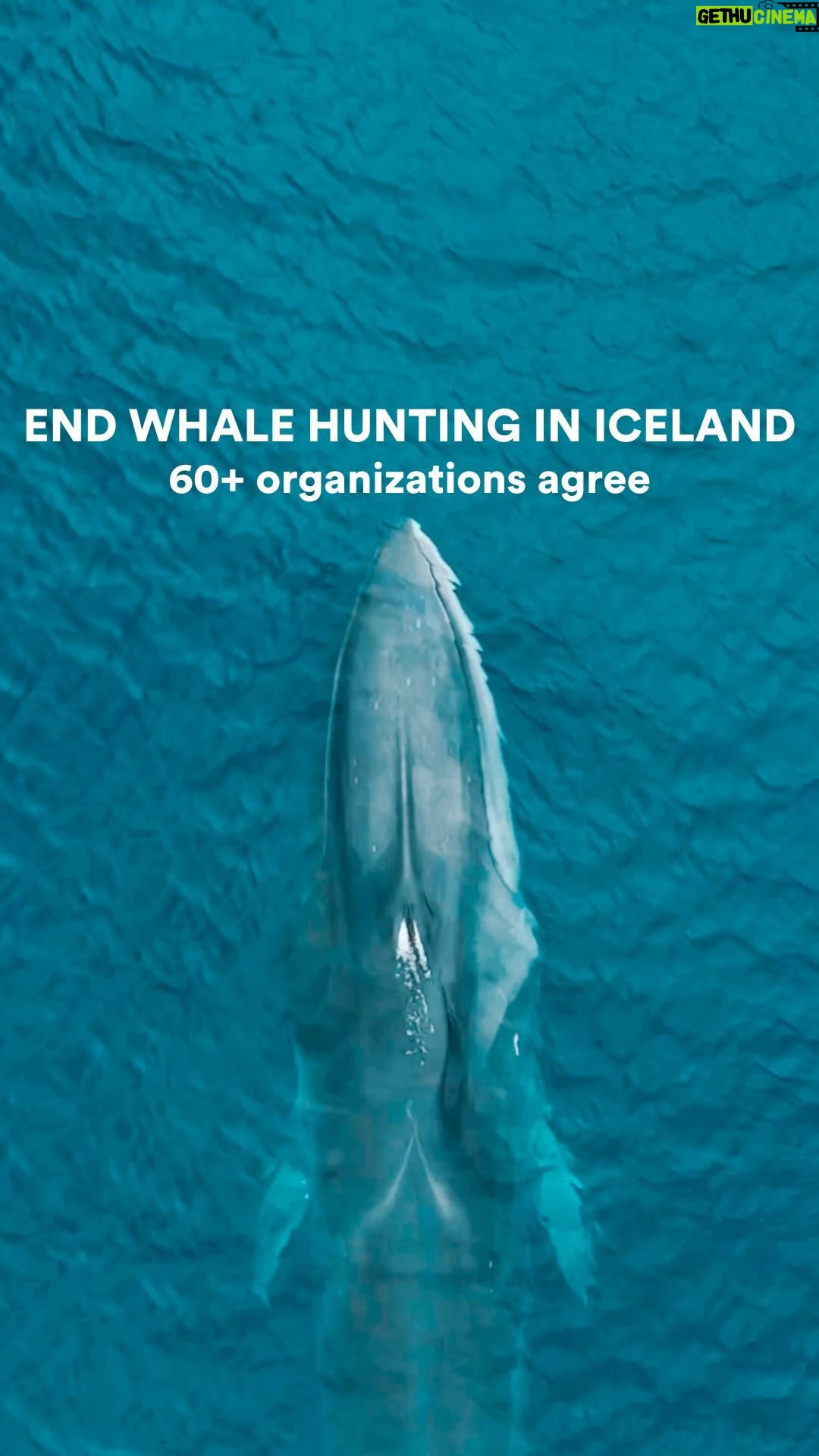 Hera Hilmar - 2.1K Likes - Whales are vital to the health of our global oceans and play a critical role in the oceanic carbon cycle. Over 75 international organizations and individuals have signed a letter urging the Icelandic government to end commercial whale hunting. This further protection for Fin Whales, the second largest whale on Earth, would allow these whale populations to recover, creating a positive impact on climate change.
We celebrate the support of everyone who is taking a stand to help protect Icelandic whales. Together we can make a difference in protecting biodiversity and our oceans.
Video: @last_whaling_station & @bluelifewild
Signed by:
@yeaimpact @urgentseas @urgentsea.band @ubuntu_wellness @whalesanctuaryproject @worldcetaceanalliance @tommustill @alejandralagunes_ @Seaspiracy @SeaLegacy @sea_first_foundation @savingoursharks @climatehealers @rewild @ProjectZero @Pro_Wildlife @PlasticOceans @PlantBasedTreaty @PaulNicklen @peggy_oki @andrea_richey @oceanquestglobal @animalsabove @thesavemovement @asabopp @bite_backsharkconservation @bluegreenfutureorg @captain_fanplastic @cetaceans_org @therealdalevince @dontcrywolf_consultancy @dolphin_project @emsfoundation @extinctionrebellion @oceansasia @grounded @hardtoport @hollywoodclimatesummit @hvalavinir @ifawglobal @ida_international @islington_climate_centre @plasticoceans
@prideofgypsies
@gallifreyfoundation @ecocidelaw @keystonespeciesalliance @kogia_org @karuna.foundation @kunitos @leadingthroughstormstogether @leahwoodofficial @localoceanco @meris_research @mission_blue @mitty @oceanmissionsiceland
@nat_kyriacou
@oceanpressrvationsociety @onlyone
#rewild #finwhale #whale #whaleprotection