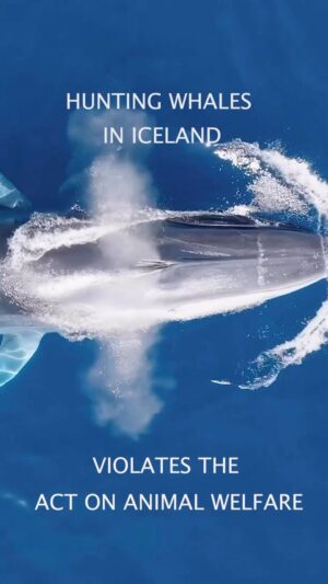 Hera Hilmar Instagram - HUGE NEWS! Whaling has been BANNED in Iceland till the 31st of August 2023! 💙🐋💙 

The Ethical Review Board came to the conclusion that there is no way to kill whales ethically, and in the light of those findings @svandissvavarsdottir minister decided to stop the whaling season from starting tomorrow - today! 🐋🐋🐋

As we celebrate the life of these 150-170 whales that now will live 🙏 it is important that we remember that after the 31st of August this decision might be reconsidered. So lets keep educating ourselves, sharing information with friends and family and spread awareness so we can put a full stop to this unnecessary, inhumane act 💙 it is our responsibility ✊🏼 At this point not knowing is a choice. 

Thank you @svandissvavarsdottir and thank you @last_whaling_station for all your efforts and for starting this wave! 🌊 and everyone who fought alongside us for these 150-170 whales 💙🐋💙 @anahita.earth @micahgaren @bjork @kataodds @hvalavinir @styngvi @prideofgypsies and every single one of you out there that lifted a hand, spread awareness, signed the petitions and so on 🐋🐋🐋

In the video Henry Alexander speaks, research specialist, Center for Ethics, University of Iceland. Member of the Animal Welfare Board on behalf of The Center for Ethics