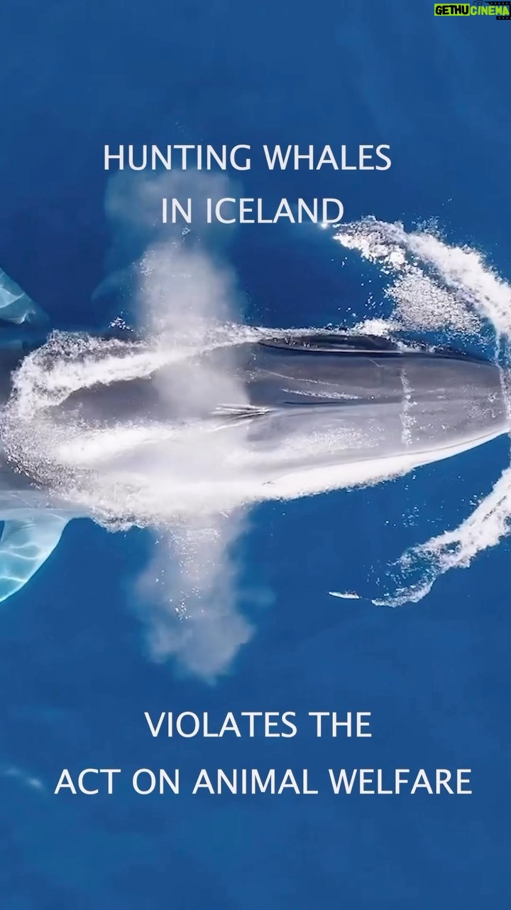 Hera Hilmar - 20.5K Likes - HUGE NEWS! Whaling has been BANNED in Iceland till the 31st of August 2023! 💙🐋💙
The Ethical Review Board came to the conclusion that there is no way to kill whales ethically, and in the light of those findings @svandissvavarsdottir minister decided to stop the whaling season from starting tomorrow - today! 🐋🐋🐋
As we celebrate the life of these 150-170 whales that now will live 🙏 it is important that we remember that after the 31st of August this decision might be reconsidered. So lets keep educating ourselves, sharing information with friends and family and spread awareness so we can put a full stop to this unnecessary, inhumane act 💙 it is our responsibility ✊🏼 At this point not knowing is a choice.
Thank you @svandissvavarsdottir and thank you @last_whaling_station for all your efforts and for starting this wave! 🌊 and everyone who fought alongside us for these 150-170 whales 💙🐋💙 @anahita.earth @micahgaren @bjork @kataodds @hvalavinir @styngvi @prideofgypsies and every single one of you out there that lifted a hand, spread awareness, signed the petitions and so on 🐋🐋🐋
In the video Henry Alexander speaks, research specialist, Center for Ethics, University of Iceland. Member of the Animal Welfare Board on behalf of The Center for Ethics