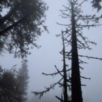 Herizen F. Guardiola Instagram - Lost in the hazy fog of green, for you I lend my voice to sing✨🌲💫