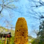Hiccorohee Instagram - 友人たちと旅してきた！最高