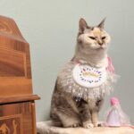 Hina Ishizaki Instagram - ⁡ 愛猫18歳の記念日😻✨ ⁡ 我が家のにゃんずはみんな迷い込んできてくれたの！ 私の癒しと幸せ♡ #保護猫