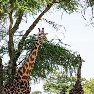 Hinako Umemura Instagram - .
お誕生日にアフリカに来ました🐘🎂
念願のタンザニア🇹🇿のセレンゲティ国立公園🌳
アフリカで感じた感動とピュアな気持ちを
心の中で20%くらいは常にキープして
日々を大切に、東京で暮らしたいです🌏
.
I went to Tanzania on my birthday！
I want to live forever remembering what I felt in Africa🦁
.
.
#serengetinationalpark #tanzania🇹🇿