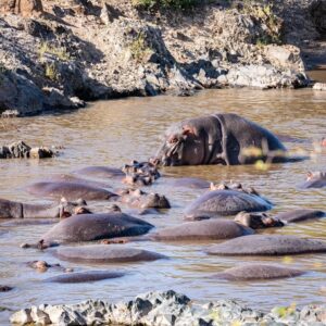 Hinako Umemura Instagram - .
お誕生日にアフリカに来ました🐘🎂
念願のタンザニア🇹🇿のセレンゲティ国立公園🌳
アフリカで感じた感動とピュアな気持ちを
心の中で20%くらいは常にキープして
日々を大切に、東京で暮らしたいです🌏
.
I went to Tanzania on my birthday！
I want to live forever remembering what I felt in Africa🦁
.
.
#serengetinationalpark #tanzania🇹🇿