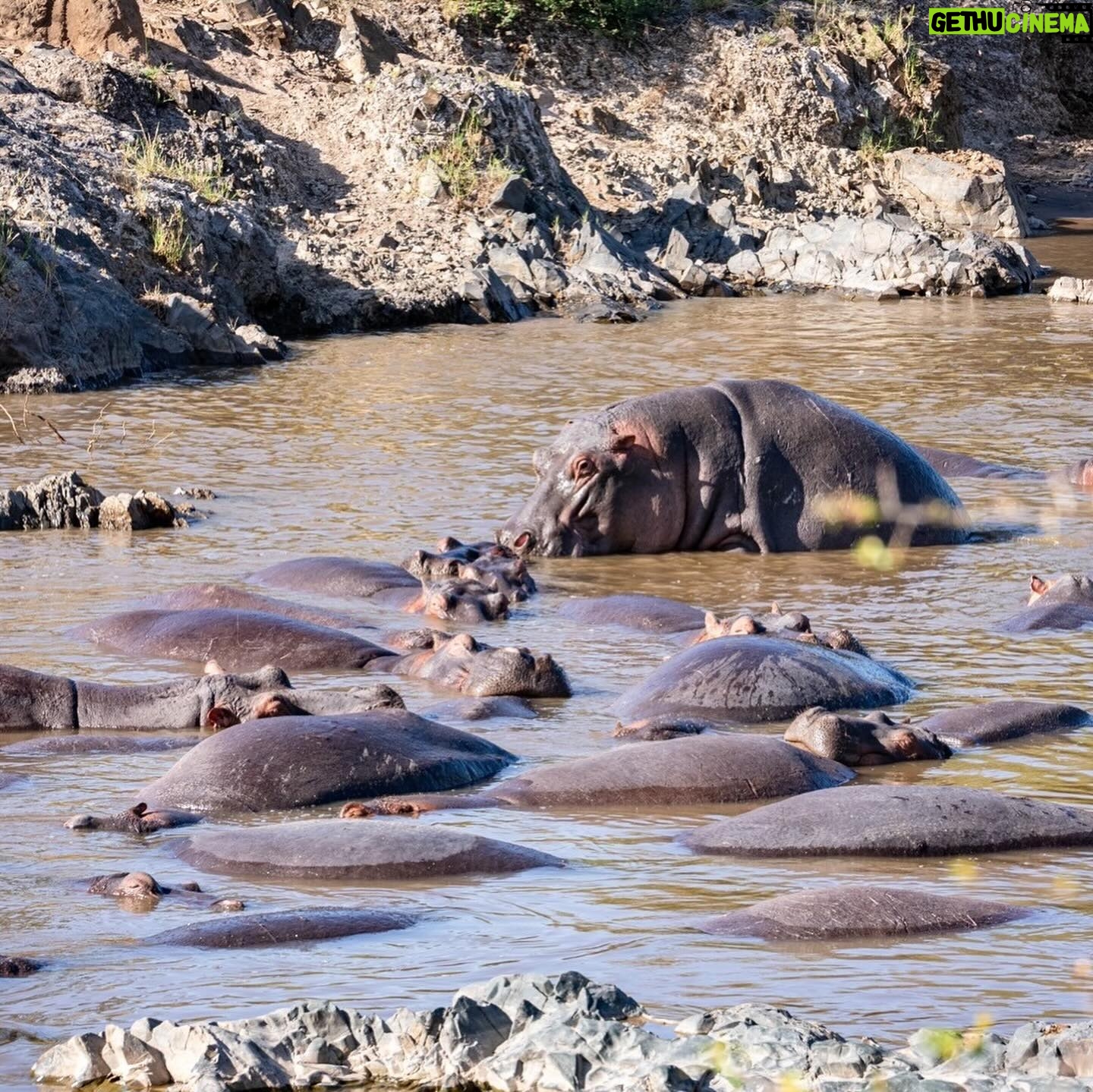 Hinako Umemura - 3 Likes - .
お誕生日にアフリカに来ました🐘🎂
念願のタンザニア🇹🇿のセレンゲティ国立公園🌳
アフリカで感じた感動とピュアな気持ちを
心の中で20%くらいは常にキープして
日々を大切に、東京で暮らしたいです🌏
.
I went to Tanzania on my birthday!
I want to live forever remembering what I felt in Africa🦁
.
.
#serengetinationalpark #tanzania🇹🇿