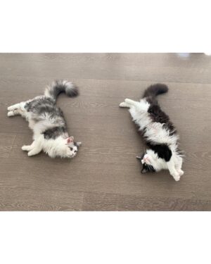 Hinako Umemura Instagram - .
❤️‍🔥lovely lovely 3cats❤️‍🔥