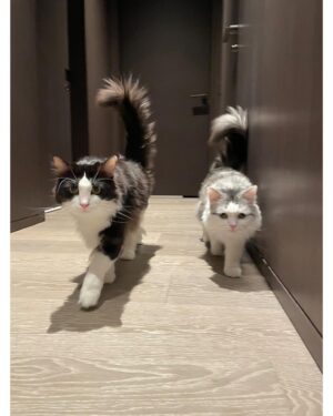 Hinako Umemura Instagram - .
❤️‍🔥lovely lovely 3cats❤️‍🔥