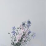 Hiyori Sakurada Instagram – 私がイメージモデルを務めた振袖が全国の呉服店、振袖専門店で取扱いしているので、

ゴールデンウイークにぜひ近くのお店で探してみてね🪽

＃カトウ
＃aoi振袖
＃振袖cinq