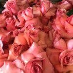 Holland Taylor Instagram - But, Oh! - the ABUNDANCE!!! @mssarahcatharinepaulson