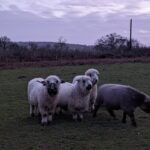 Holly Taylor Instagram – from a residential week with @yogahaven_teach , to now being  a real life yoga teacher 🥲 so thankful to have learned with such a lovely group of students & guides !! and a sheep and peacock etc
use the link in my bio to sign up for a 30 min yoga flow with me this sunday on zoom 🐑 we’re gonna do a lot of laying down and getting cozy, hope to see u there!! 💝