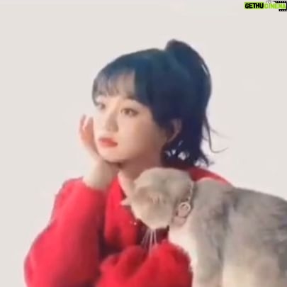 Hu Yixuan - 16.6K Likes - -
可爱的🐈和我