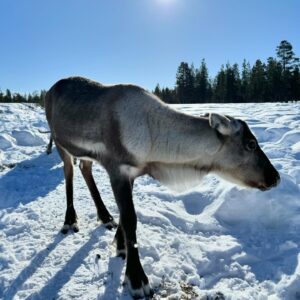 Iina Kuustonen Instagram - Mun ystävä opiskelee Saamelaisalueen koulutuskeskuksessa luontolinjalla ja mulla oli vapaapäivä kuvauksista kun heillä oli poronhoidon koulutusta. Pääsin mukaan Angeliin Norjan rajalle porotilalle opiskelemaan poronhoitoa päiväksi. Kiitos vieraanvaraisuudesta ja ihanasta päivästä, sekä porot että ihmiset❤️

@sogsakk_ 
@annika.aurinko 
#poronhoito 
#angeli