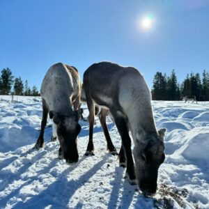 Iina Kuustonen Instagram - Mun ystävä opiskelee Saamelaisalueen koulutuskeskuksessa luontolinjalla ja mulla oli vapaapäivä kuvauksista kun heillä oli poronhoidon koulutusta. Pääsin mukaan Angeliin Norjan rajalle porotilalle opiskelemaan poronhoitoa päiväksi. Kiitos vieraanvaraisuudesta ja ihanasta päivästä, sekä porot että ihmiset❤️

@sogsakk_ 
@annika.aurinko 
#poronhoito 
#angeli