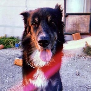 İlkay Akkaya Instagram - Ölüm ayırdı bizi. Kara balam, Zeytin’im gitti.