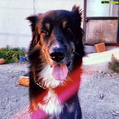 İlkay Akkaya - 4.4K Likes - Ölüm ayırdı bizi. Kara balam, Zeytin’im gitti.