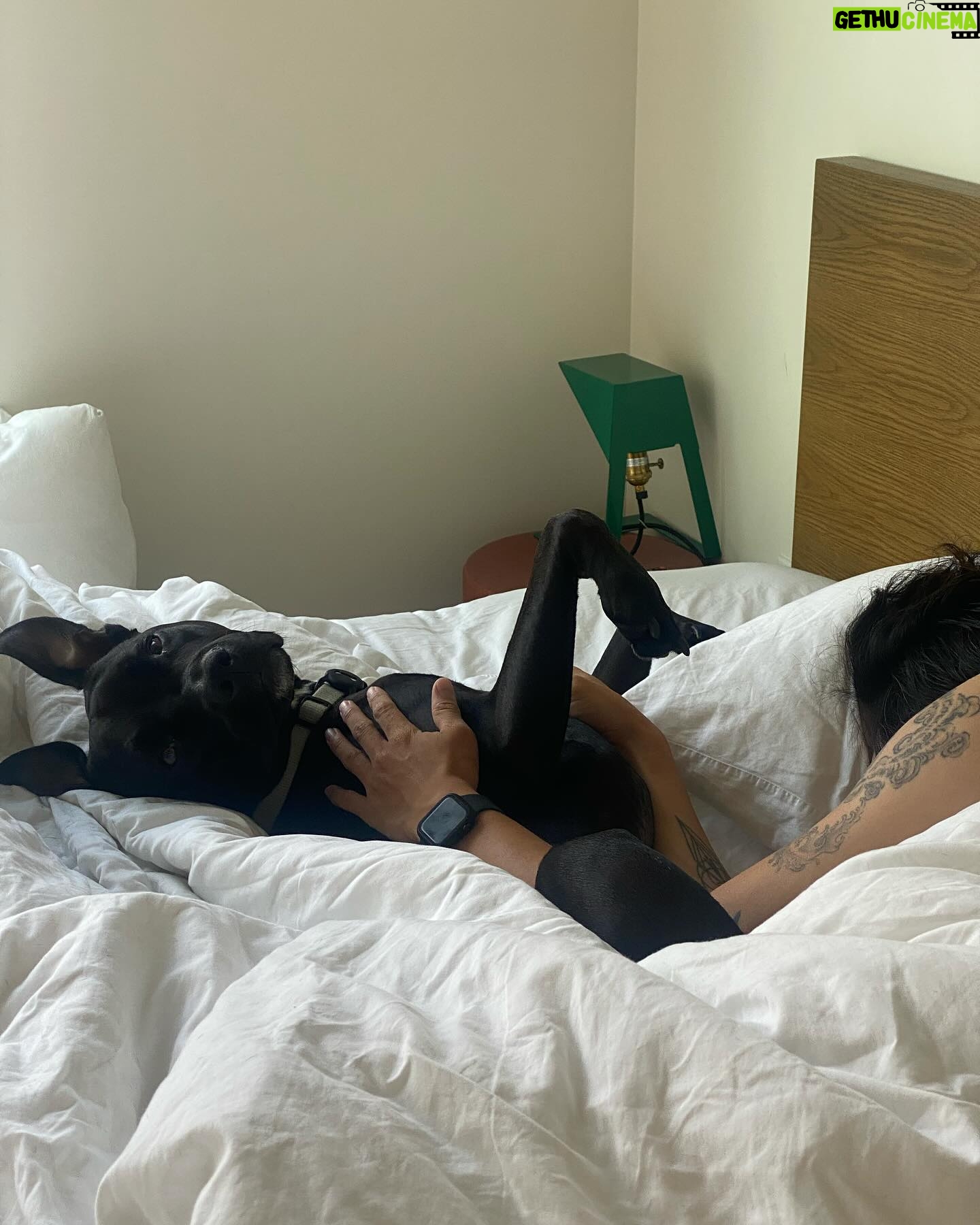 Imani Hakim Instagram - screamingggg happy 3rd birthday to our beautiful boy, Kobe. my bean, you bring so much joy and love into our lives every single day. so much so, it was completely IMPOSSIBLE to choose only 10 moments to share with the people— please enjoy our fur baby being an absolute stuuuud, okay?! kobe’s faves: a rally at the park— he’s not too shy to instigate playtime. boundaries. sometimes, he needs introvert time without me— though i don’t always agree. i have to respect it. food and snacks?! oh he bout to smash. being warm. he’s a california boy through in through— and definitely my son. there’s no sunshine… then what are we even talking abouuut?! and of course a good snuggle sesh, especially if a blanket and his favorite people are involved. love you sweet angel 🥹🥹😭