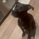 Imani Hakim Instagram – screamingggg happy 3rd birthday to our beautiful boy, Kobe. 
my bean, you bring so much joy and love into our lives every single day. so much so, it was completely IMPOSSIBLE to choose only 10 moments to share with the people— please enjoy our fur baby being an absolute stuuuud, okay?!

kobe’s faves:
a rally at the park— he’s not too shy to instigate playtime.

boundaries. sometimes, he needs introvert time without me— though i don’t always agree. i have to respect it.

food and snacks?! oh he bout to smash.

being warm. he’s a california boy through in through— and definitely my son. there’s no sunshine… then what are we even talking abouuut?! 

and of course a good snuggle sesh, especially if a blanket and his favorite people are involved.

love you sweet angel 🥹🥹😭