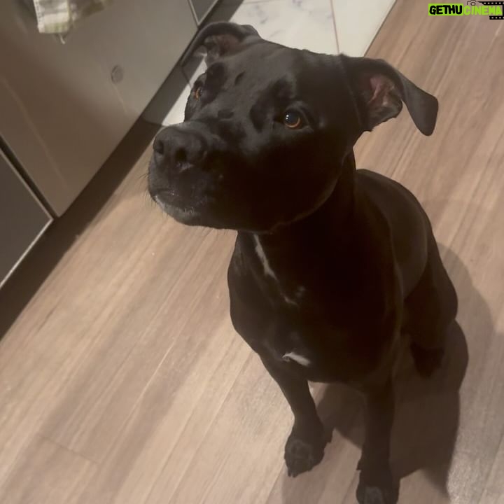 Imani Hakim Instagram - screamingggg happy 3rd birthday to our beautiful boy, Kobe. my bean, you bring so much joy and love into our lives every single day. so much so, it was completely IMPOSSIBLE to choose only 10 moments to share with the people— please enjoy our fur baby being an absolute stuuuud, okay?! kobe’s faves: a rally at the park— he’s not too shy to instigate playtime. boundaries. sometimes, he needs introvert time without me— though i don’t always agree. i have to respect it. food and snacks?! oh he bout to smash. being warm. he’s a california boy through in through— and definitely my son. there’s no sunshine… then what are we even talking abouuut?! and of course a good snuggle sesh, especially if a blanket and his favorite people are involved. love you sweet angel 🥹🥹😭