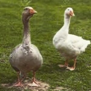 Imogen Poots Instagram - Big day for the geeks

Geese 

@thevampireswife
