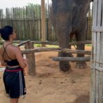 Inès Sberro Instagram – Journée avec maman au sanctuaire des éléphants 🐘 Ici beaucoup d’éléphants sont âgés mais pas que.. par exemple celui que je nourris dans la vidéo a 77 ans 🥰 Ce sont des éléphants sauvés de la maltraitance, ils ne sont pas attachés et ont ne montent pas dessus, ont peut seulement les nourrir.. 🩷 Si vous aimez les animaux svp boycotter.. ne payez pas pour voir des animaux malheureux.. 🩷

(J’avais pas prévu d’aller aux éléphants et faire des photos d’où ma tenue de sport propre en sortant de la boxe thaï 😂)