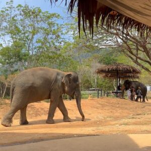 Inès Sberro Instagram - Journée avec maman au sanctuaire des éléphants 🐘 Ici beaucoup d’éléphants sont âgés mais pas que.. par exemple celui que je nourris dans la vidéo a 77 ans 🥰 Ce sont des éléphants sauvés de la maltraitance, ils ne sont pas attachés et ont ne montent pas dessus, ont peut seulement les nourrir.. 🩷 Si vous aimez les animaux svp boycotter.. ne payez pas pour voir des animaux malheureux.. 🩷

(J’avais pas prévu d’aller aux éléphants et faire des photos d’où ma tenue de sport propre en sortant de la boxe thaï 😂)