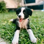 Inés Palombo Instagram - Se agrandó la familia! Bienvenida Maui! 🤍 Estoy movilizada y sin entender mucho jaja y Feli pasa del amor al pánico en un segundo 😅 (Ayer a la mañana no tenía idea de que esto podía pasar, se lo regalaron a @nico.ugarte y lo adoptamos con todo el amor pero ya les voy a contar bien 🙃) #perro #mascota #familia #mascota #oerro #amor