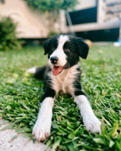 Inés Palombo Instagram - Se agrandó la familia! Bienvenida Maui! 🤍 Estoy movilizada y sin entender mucho jaja y Feli pasa del amor al pánico en un segundo 😅 (Ayer a la mañana no tenía idea de que esto podía pasar, se lo regalaron a @nico.ugarte y lo adoptamos con todo el amor pero ya les voy a contar bien 🙃) #perro #mascota #familia #mascota #oerro #amor
