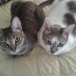 Inés Palombo Instagram – Mi Pipo, mi primer mascota, el que me hizo conocer realmente el amor por los animales.
Vamos a extrañar tus ronroneos, pedidos de mimos, acariciarte la cabeza suavecita.
Pensaba en el día que te fuí a buscar, te elegí por ser el más movedizo de tus hermanos, te llevé adentro de una cajita y estaba movilizada y con miedo sin saber con lo que me estaba por encontrar.
Muy rápido nos amamos y fuiste un gran compañero gran parte de mi vida (como algunos saben, por diferentes motivos, hace unos años que vivía con mis papás, y que importantes fueron mutuamente).
Gracias por todo el amor, por lo que nos enseñaste y por acompañar a mis papás este tiempo que sé que fue hermoso y muy importante para ellos también. Y que alegría saber que Feli te conoció y disfrutó (vé un gato y dice Pipo, y a veces lo imita ❤️).
Fuiste un gran maestro.
Te amo. Que descanses en paz nuestro Pipo ❤️
#mascota #gato #amor #despedida #dolor #qdep