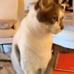Inés Palombo Instagram – Mi Pipo, mi primer mascota, el que me hizo conocer realmente el amor por los animales.
Vamos a extrañar tus ronroneos, pedidos de mimos, acariciarte la cabeza suavecita.
Pensaba en el día que te fuí a buscar, te elegí por ser el más movedizo de tus hermanos, te llevé adentro de una cajita y estaba movilizada y con miedo sin saber con lo que me estaba por encontrar.
Muy rápido nos amamos y fuiste un gran compañero gran parte de mi vida (como algunos saben, por diferentes motivos, hace unos años que vivía con mis papás, y que importantes fueron mutuamente).
Gracias por todo el amor, por lo que nos enseñaste y por acompañar a mis papás este tiempo que sé que fue hermoso y muy importante para ellos también. Y que alegría saber que Feli te conoció y disfrutó (vé un gato y dice Pipo, y a veces lo imita ❤️).
Fuiste un gran maestro.
Te amo. Que descanses en paz nuestro Pipo ❤️
#mascota #gato #amor #despedida #dolor #qdep